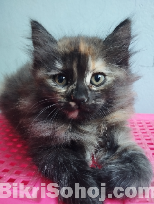 মিক্স ব্রিড persian baby